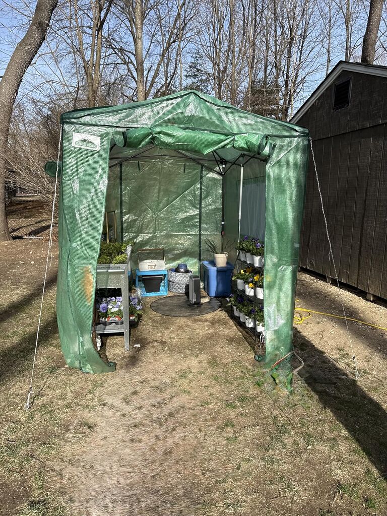EAGLE PEAK 8x6 Portable Walk in Greenhouse, Pop Up Indoor Outdoor Greenhouse, Green House Kit with Zippered Roll-Up Doors and Windows, PE Cover customer photo 2