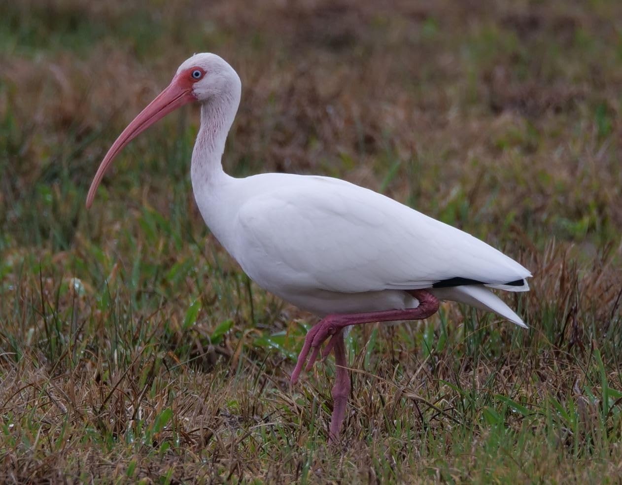 OM SYSTEM Olympus M.Zuiko Digital 100-400mm F5.0-6.3 is for Micro Four Thirds System Camera, Outdoor Bird Wildlife, Weather Sealed Design, Telephoto Compatible with Teleconverter - Customer Photo 2