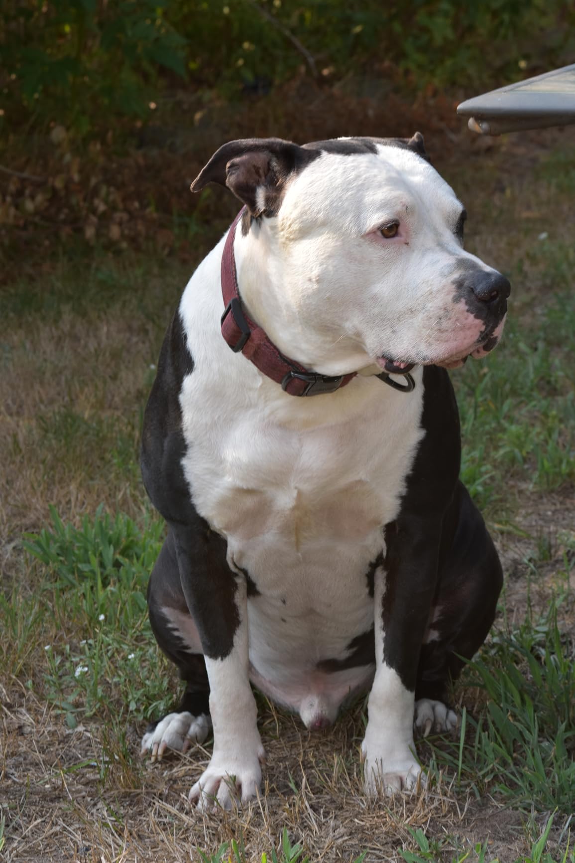 Meike 85mm F1.8 Auto Focus Full Frame Large Aperture Portrait Lens Compatible with Nikon F Mount DSLR Cameras Customer Review Meike 85mm F1.8 Auto Focus Full Frame Large Aperture Portrait Lens Compatible with Nikon F Mount DSLR Cameras - Customer Photo 1