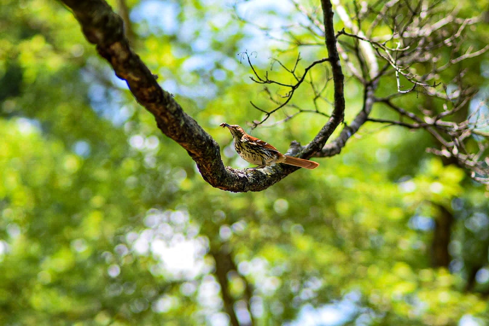 Meike 85mm F1.8 Auto Focus Full Frame Large Aperture Portrait Lens Compatible with Nikon F Mount DSLR Cameras D850 D750 D780 D610 D3200 D3300 D3400 D3500 D5500 D5600 D5300 D5100 D7200 etc. - Customer Photo 3