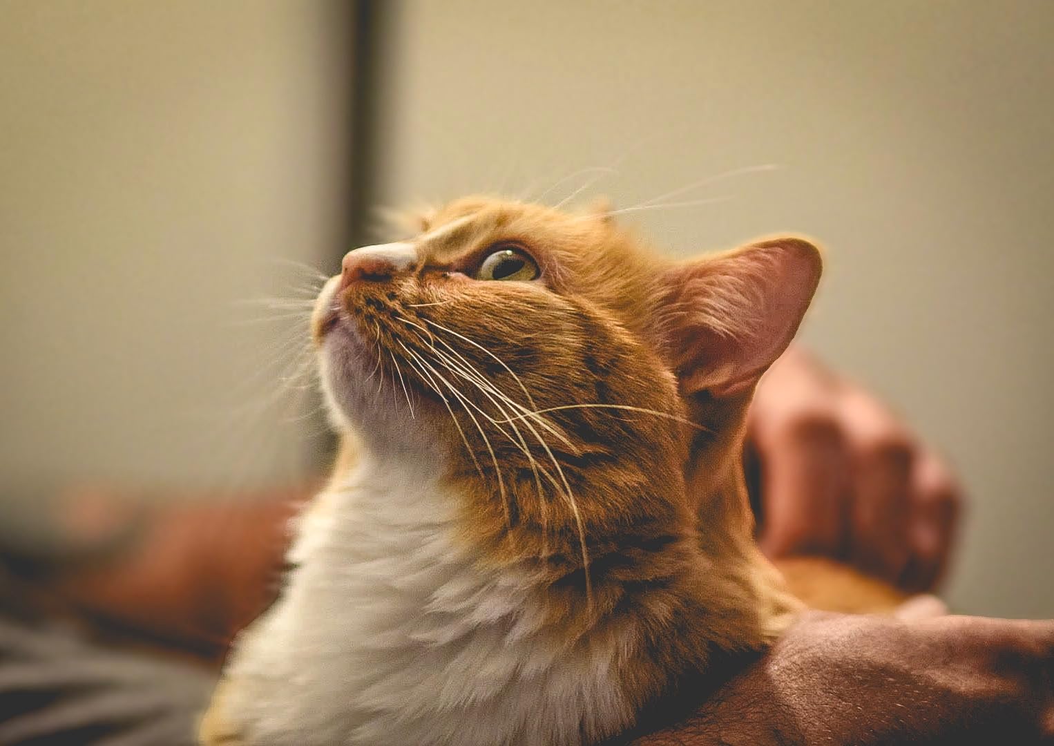 Meike 85mm F1.8 Auto Focus Full Frame Large Aperture Portrait Lens Compatible with Nikon F Mount DSLR Cameras D850 D750 D780 D610 D3200 D3300 D3400 D3500 D5500 D5600 D5300 D5100 D7200 etc. - Customer Photo 4