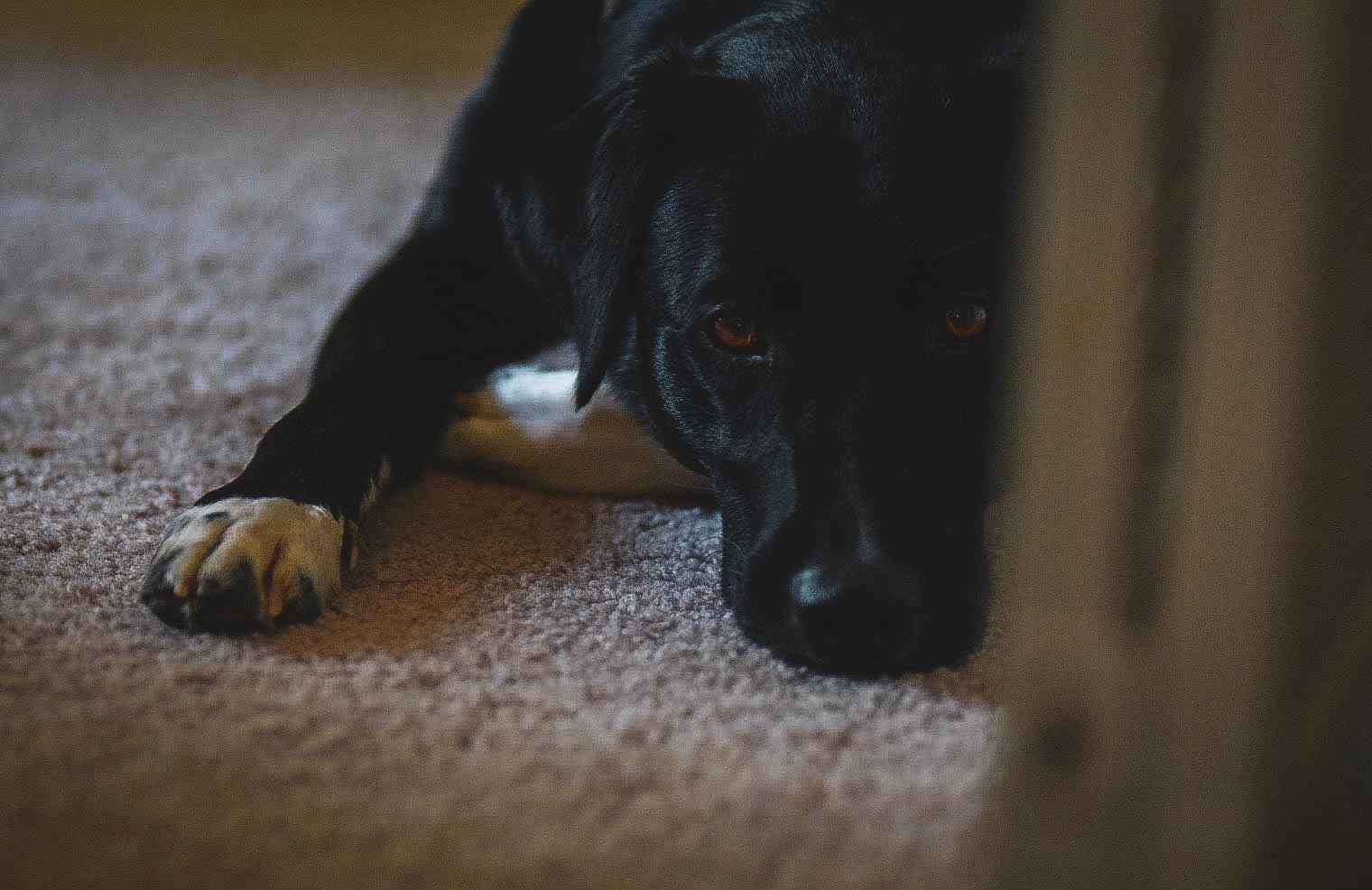 Meike 85mm F1.8 Auto Focus Full Frame Large Aperture Portrait Lens Compatible with Nikon F Mount DSLR Cameras D850 D750 D780 D610 D3200 D3300 D3400 D3500 D5500 D5600 D5300 D5100 D7200 etc. Customer Review Meike 85mm F1.8 Auto Focus Full Frame Large Aperture Portrait Lens Compatible with Nikon F Mount DSLR Cameras D850 D750 D780 D610 D3200 D3300 D3400 D3500 D5500 D5600 D5300 D5100 D7200 etc. - Customer Photo 5