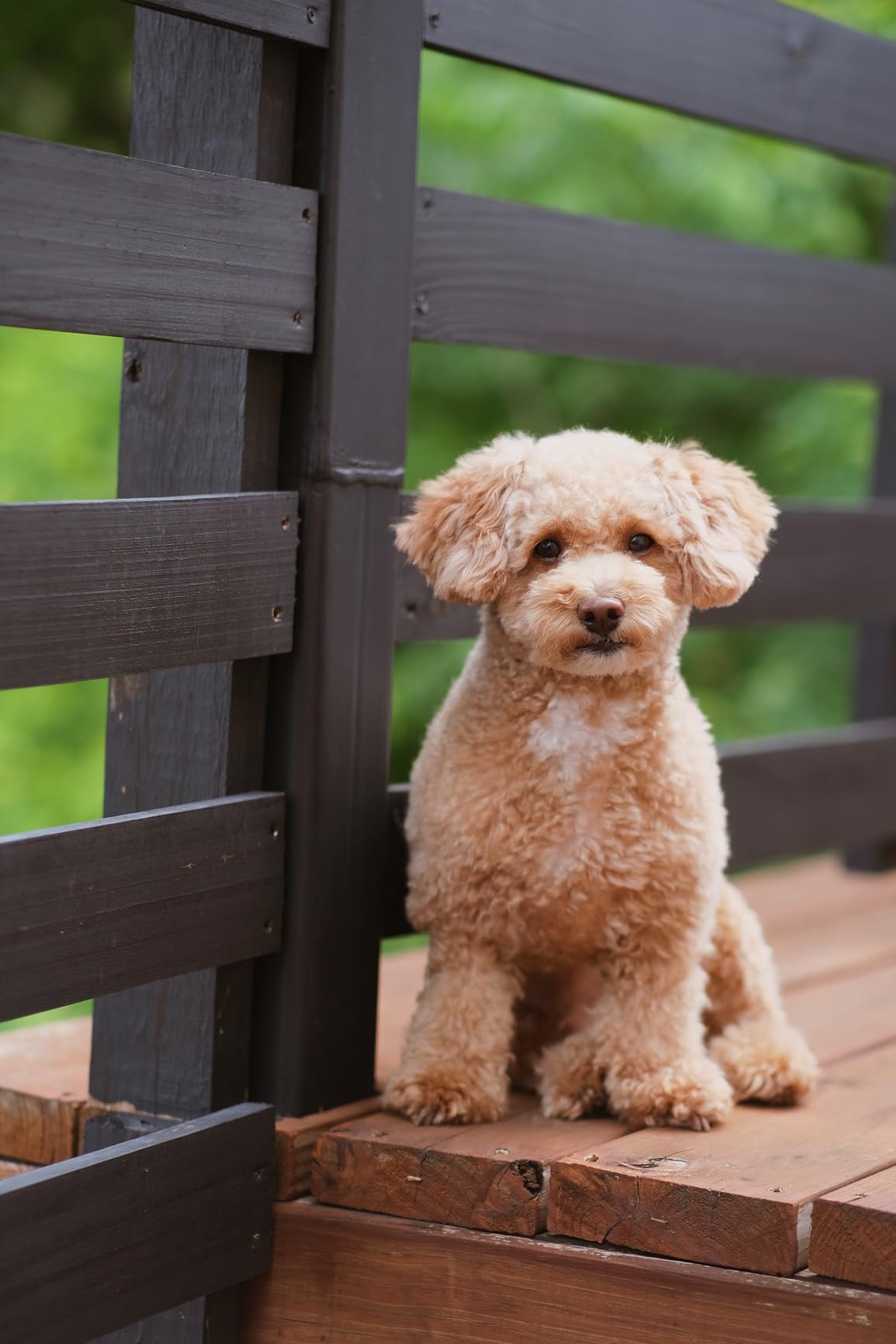 VILTROX 56mm F1.4 XF Large Aperture Auto Focus Portrait Lens for Fujifilm X-Mount - Customer Photo 2