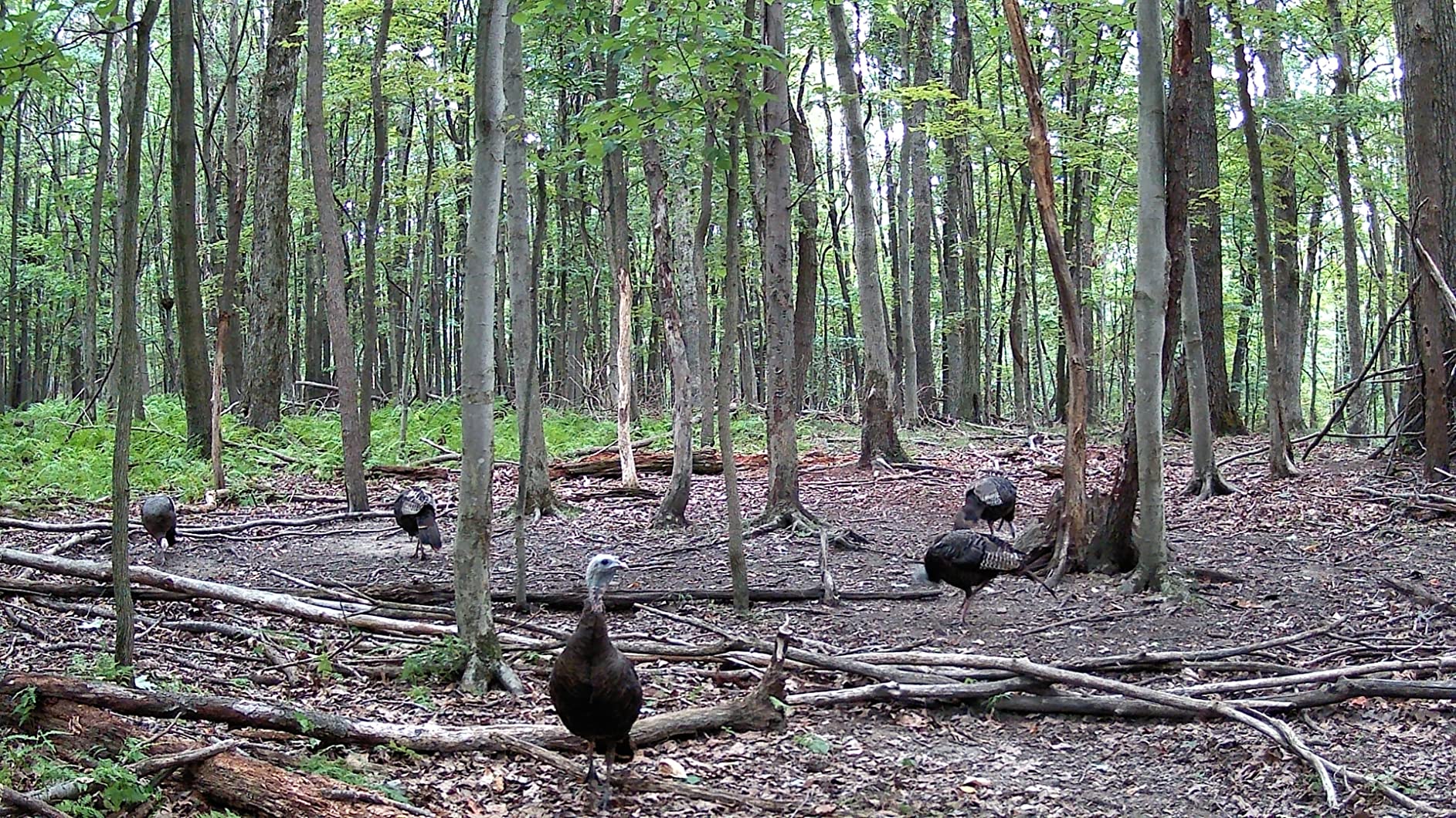 [5-Yrs Free Data Recovery] GIGASTONE 128GB SD Card, 4K Camera Pro, A1 V30 SDXC Memory Card 4K UHD Video Compatible with Canon Digital Camera, with 1 Mini Cases - Customer Photo 2