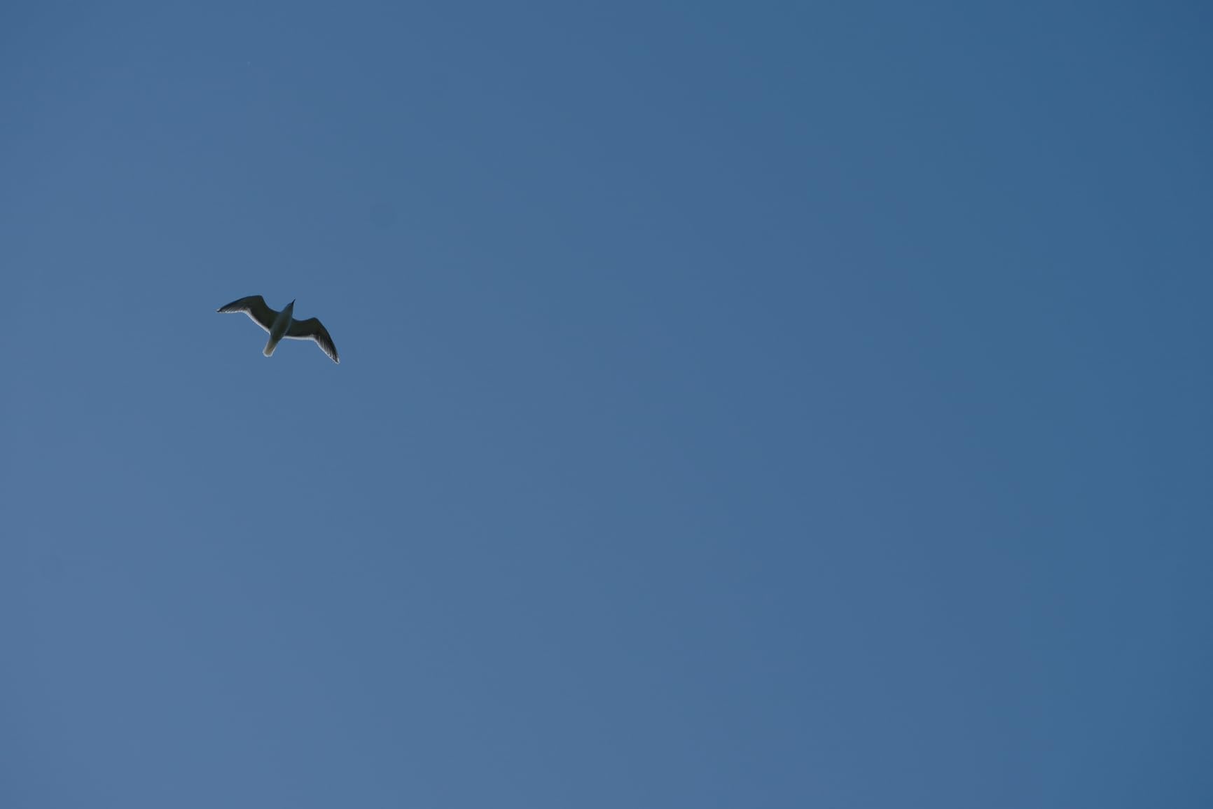 Tamron 18-300mm F/3.5-6.3 Di III-A VC VXD for Fujifilm X-Mount (Tamron 6 Year Limited USA Warranty) - Customer Photo 2