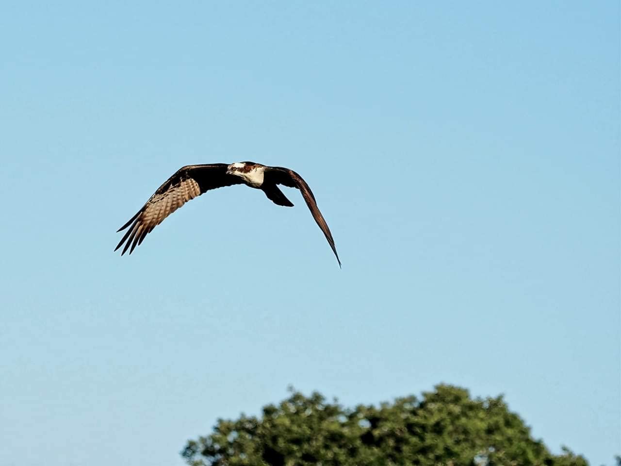 OM SYSTEM Olympus M.Zuiko Digital ED 40-150mm F4.0 PRO for Micro Four Thirds System Camera Compact Powerful Zoom Weather Sealed Design Fluorine Coating - Customer Photo 1