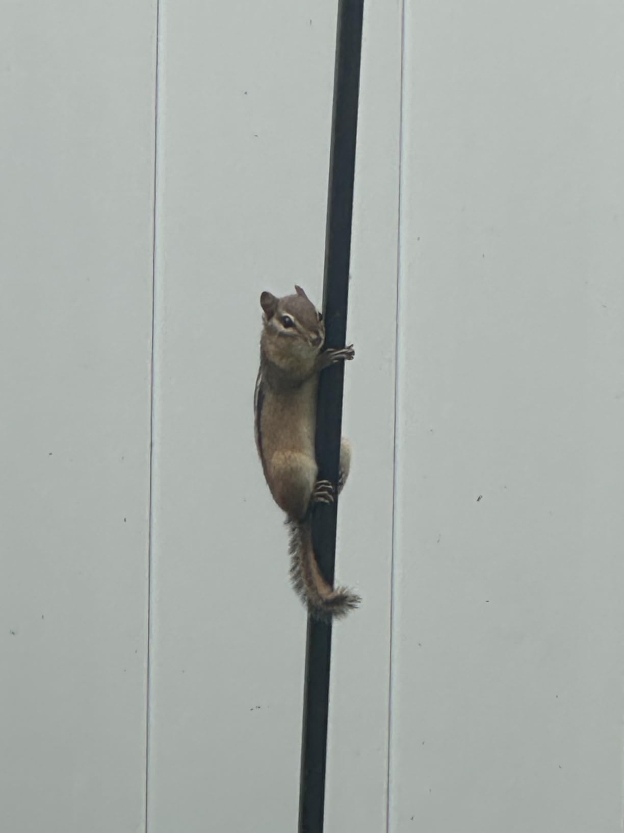 Kodak PIXPRO Astro Zoom AZ528-BK 16 MP Digital Camera with 52x Optical Zoom 24mm Wide Angle Lens 6 fps Burst Shooting 1080P Full HD Video Wi-Fi Connectivity and a 3