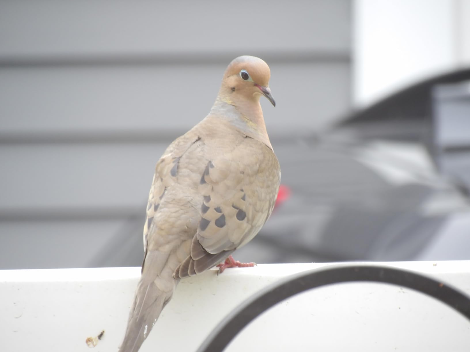 Kodak PIXPRO Astro Zoom AZ528-BK 16 MP Digital Camera with 52x Optical Zoom 24mm Wide Angle Lens 6 fps Burst Shooting 1080P Full HD Video Wi-Fi Connectivity and a 3