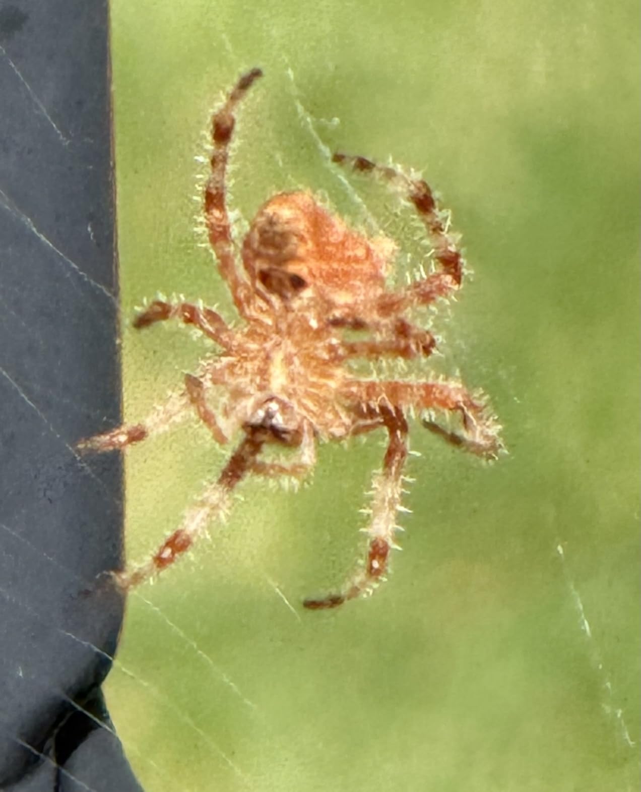 Canon EOS R8 Mirrorless Camera Body, Full‑Frame CMOS Sensor, 24.2 Megapixels, 4K 60p Video, Dual Pixel Autofocus II, Lightweight Camera for Content Creation, Photography and Vlogging, Black - Customer Photo 2