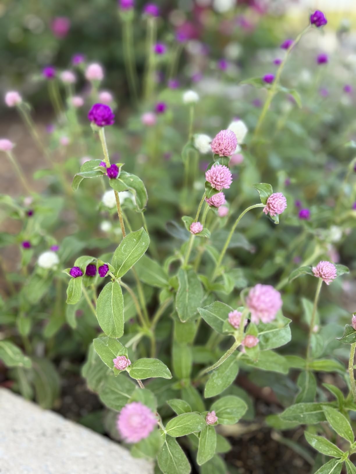 85mm f1.8 Portrait Lens - F Lens for Nikon, Manual Focus (MF) for Nikon D3500 D850 D7500 D5600 D3400 D500 D7200 D5500 D750 D810 D3300 D5300 D610 D7100 D5200 D600 D3200 etc (D-Series) Customer Review 85mm f1.8 Portrait Lens - F Lens for Nikon, Manual Focus (MF) for Nikon D3500 D850 D7500 D5600 D3400 D500 D7200 D5500 D750 D810 D3300 D5300 D610 D7100 D5200 D600 D3200 etc (D-Series) - Customer Photo 1