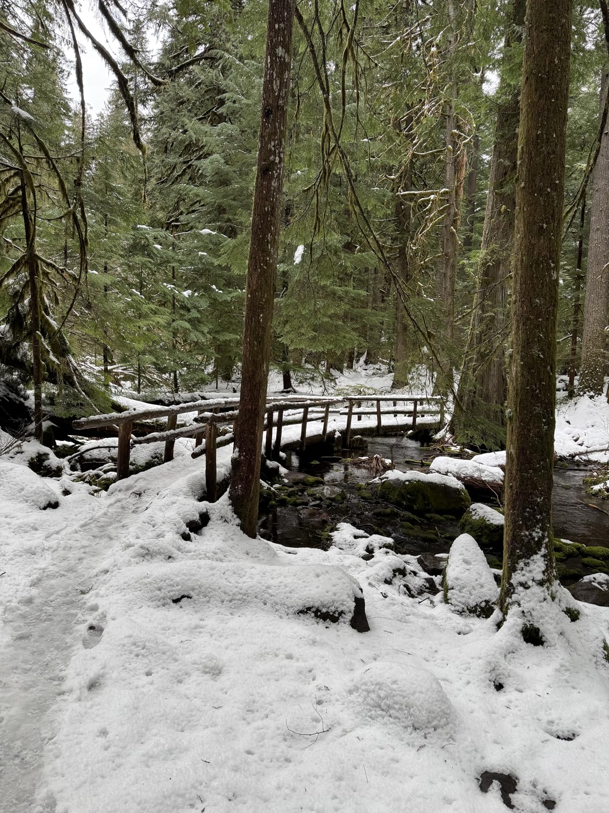 KEEN Women's Zionic Mid Height Waterproof All Terrain Hiking Boots - Customer Photo 3