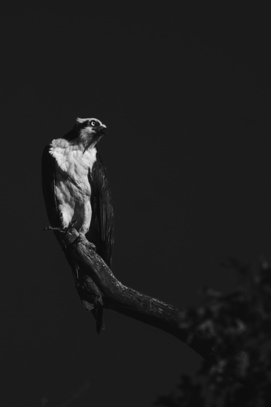 TTArtisan 500mm F6.3 Telephoto Lens for Nikon F-Mount Full Frame Manual Focus Prime Supertelephoto Lens Df D5 D6 D850 D810A D810 D780 D750 D610 Customer Review TTArtisan 500mm F6.3 Telephoto Lens for Nikon F-Mount Full Frame Manual Focus Prime Supertelephoto Lens Df D5 D6 D850 D810A D810 D780 D750 D610 - Customer Photo 1