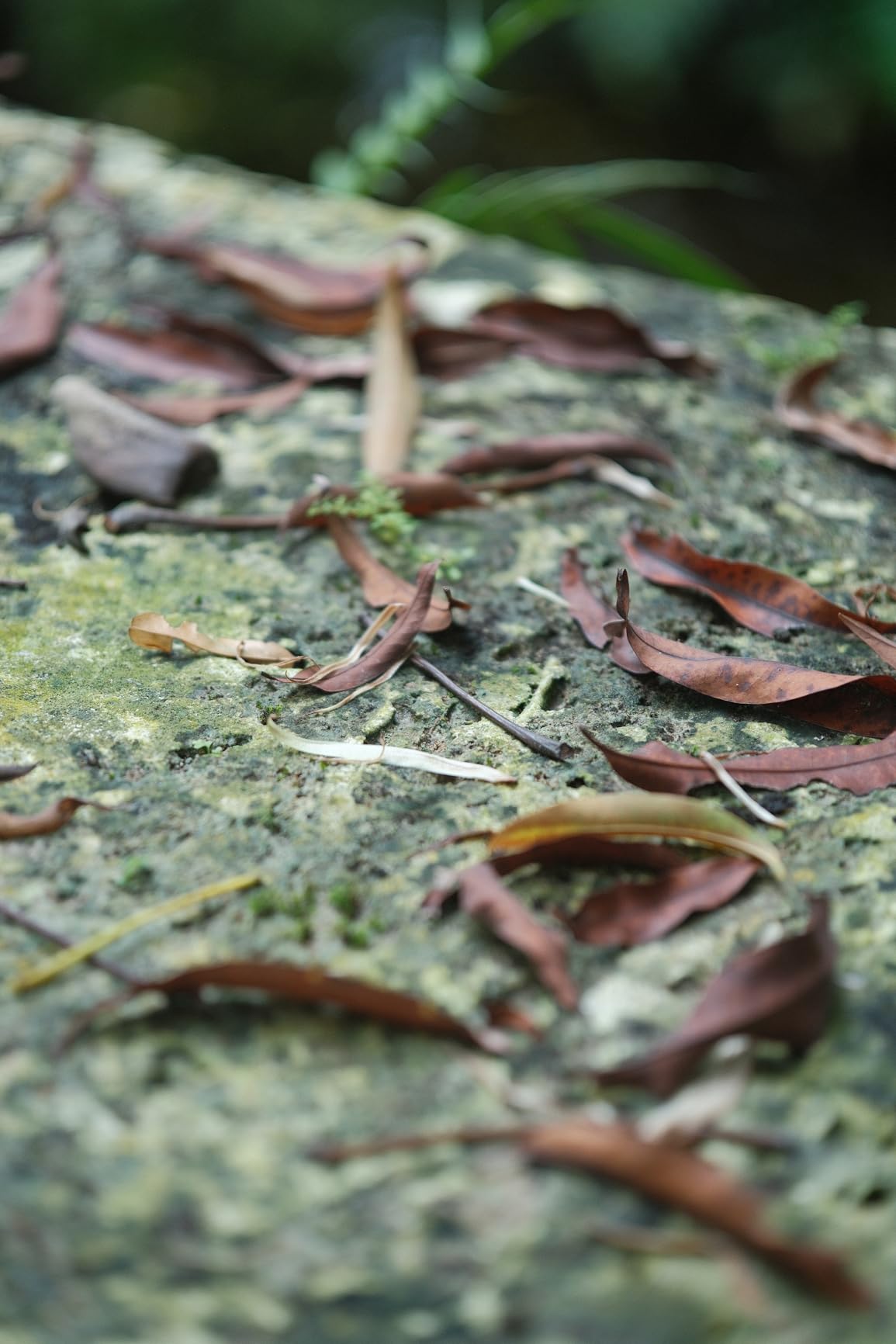 VILTROX 56mm F1.7 Fuji XF, 56mm f/1.7 Fuji X Mount Lens, APS-C Lens for Fujifilm X-Mount X-T5 X-T4 X-T30 II X-S10 X-T200 X-T30 X-H1 X-H2 X-T3 X-T100 - Customer Photo 2