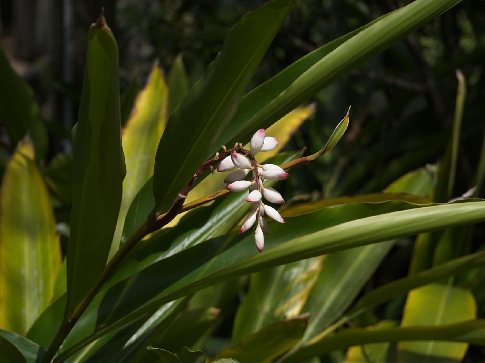 OM SYSTEM Olympus M.Zuiko Digital 40-150mm F4.0-5.6 R Black for Micro Four Thirds System Camera, 3.75x Zoom Lens, Portable Design - Customer Photo 1