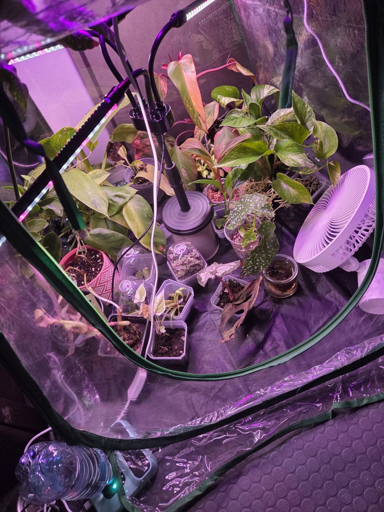 Portable Humidifiers for Travel, Small Mini Humidifier with Auto Shut-Off, Nightlight and Storage Bag for Hotel, Bedroom or Office, Plant Humidifier Indoor, Green - Customer Photo 1