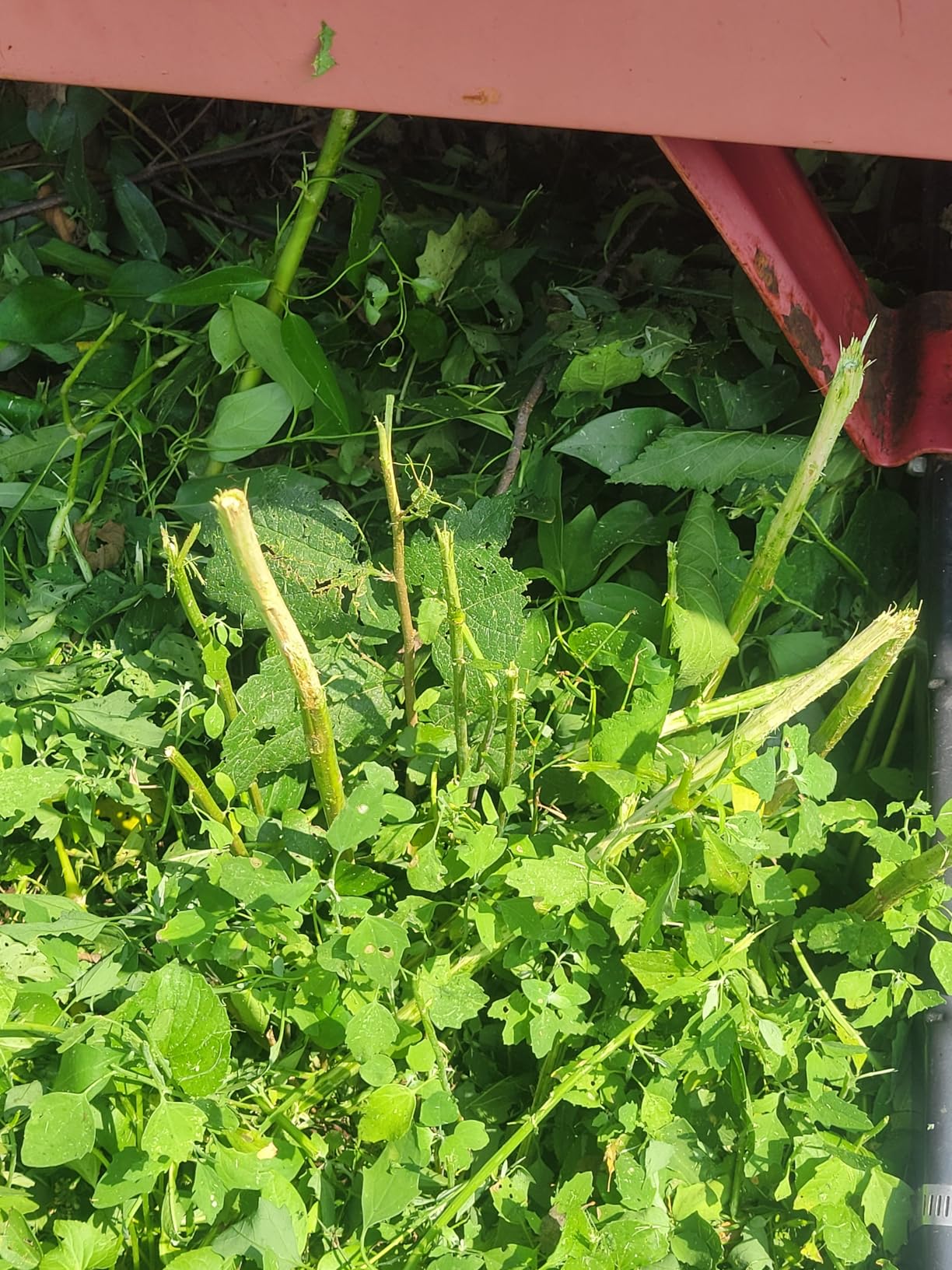 BLACK+DECKER 20V MAX Cordless String Trimmer, 12 Inch Steel Blade, Reduced Vibration, Battery and Charger Included (LST300) - Customer Photo 2