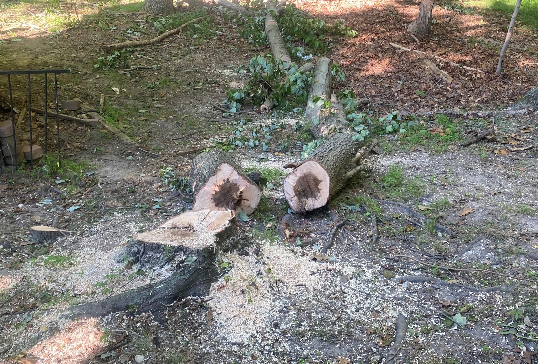 Oregon 15 Amp Powerful Self-Sharpening Corded Electric Chainsaw with 18-Inch Guide Bar, Low Kickback 15 Amp Chainsaw, with Integrated Powersharp Chain - Customer Photo 2