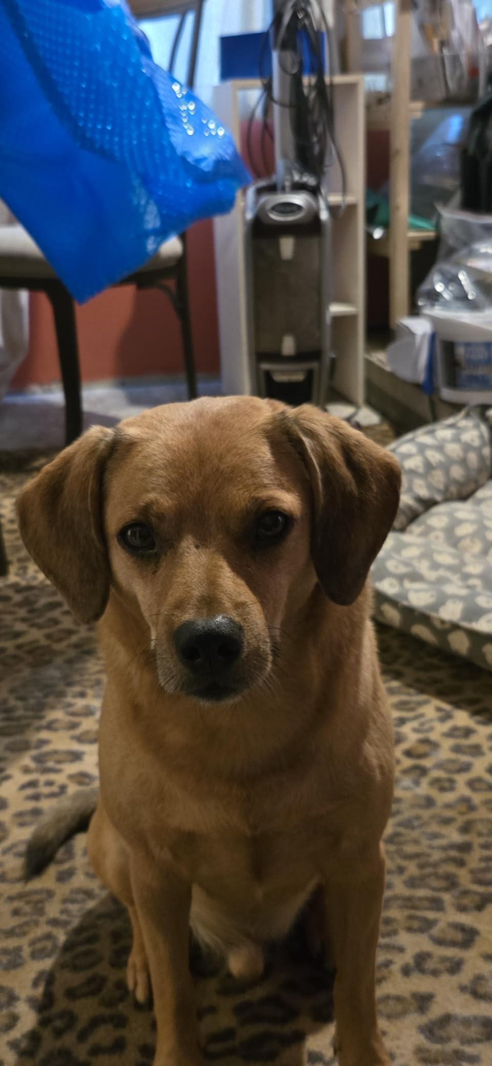 Shark NV752 Rotator Powered Lift-Away TruePet Upright Vacuum with HEPA Filter, Large Dust Cup Capacity, LED Headlights, Upholstery Tool, Perfect Pet Power Brush & Crevice Tool, Bordeaux - Customer Photo 4