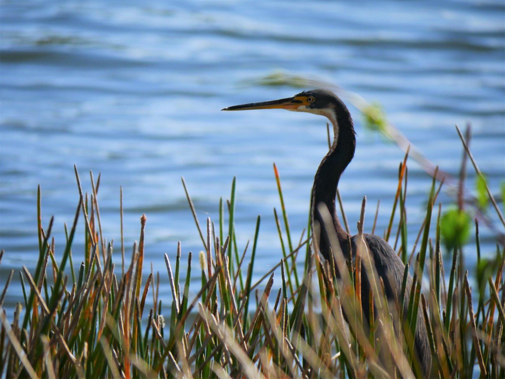 Panasonic LUMIX G85 4K Digital Camera, 12-60mm Power O.I.S. Lens, 16 Megapixel Mirrorless Camera, 5 Axis In-Body Dual Image Stabilization, 3-Inch Tilt and Touch LCD, DMC-G85MK (Black) - Customer Photo 5