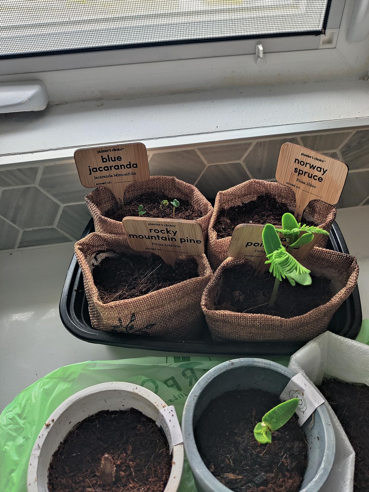 Bonsai Starter Kit - Gardening Easter Gift for Women & Men - Bonsai Tree Growing Garden Crafts Hobby Kits for Adults, Unique DIY Hobbies for Plant Lovers - Unusual Christmas Gifts Ideas - Customer Photo 3