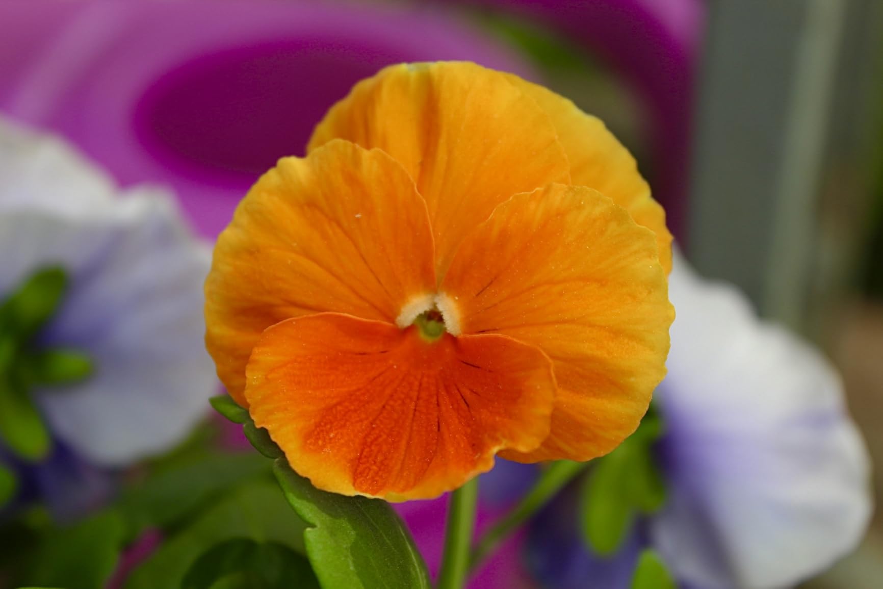 Canon EOS Rebel T6 Digital SLR Camera Kit with EF-S 18-55mm f/3.5-5.6 is II Lens, Built-in WiFi and NFC - Black (Renewed) Customer Review Canon EOS Rebel T6 Digital SLR Camera Kit with EF-S 18-55mm f/3.5-5.6 is II Lens, Built-in WiFi and NFC - Black (Renewed) - Customer Photo 4