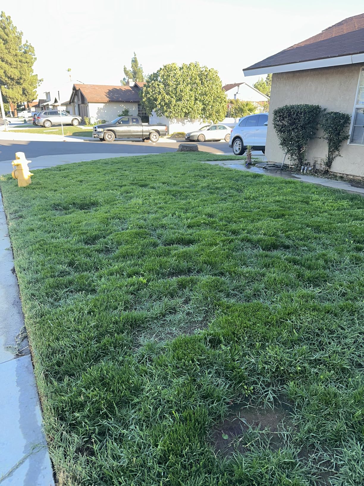 BLACK+DECKER String Trimmer Weed Wacker with Auto Feed Weed Eater, 6.5-Amp, 14-Inch (BESTA510) - Customer Photo 2