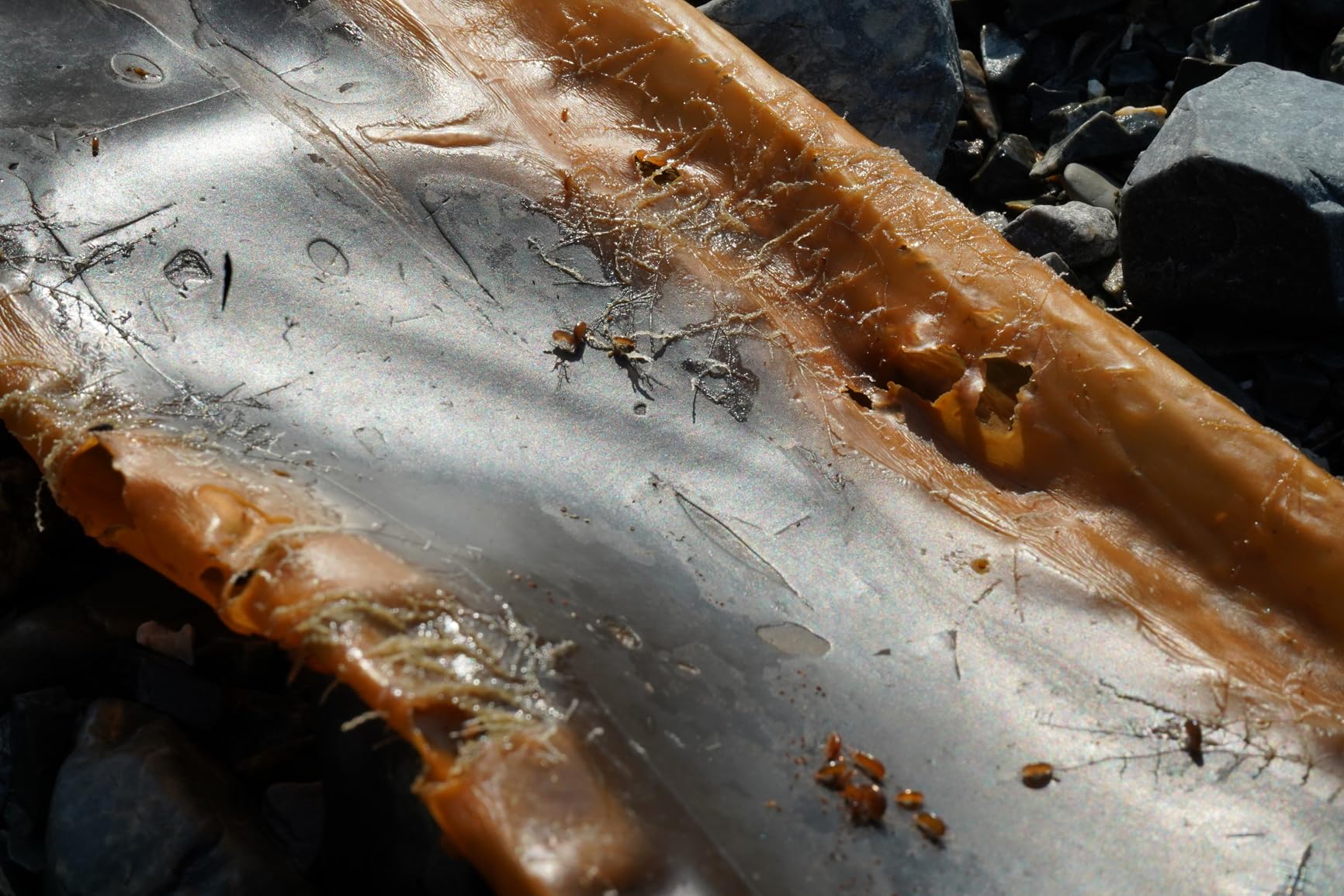 Sony a7 III (ILCEM3K/B) Full-frame Mirrorless Interchangeable-Lens Camera with 28-70mm Lens with 3-Inch LCD, Black - Customer Photo 1