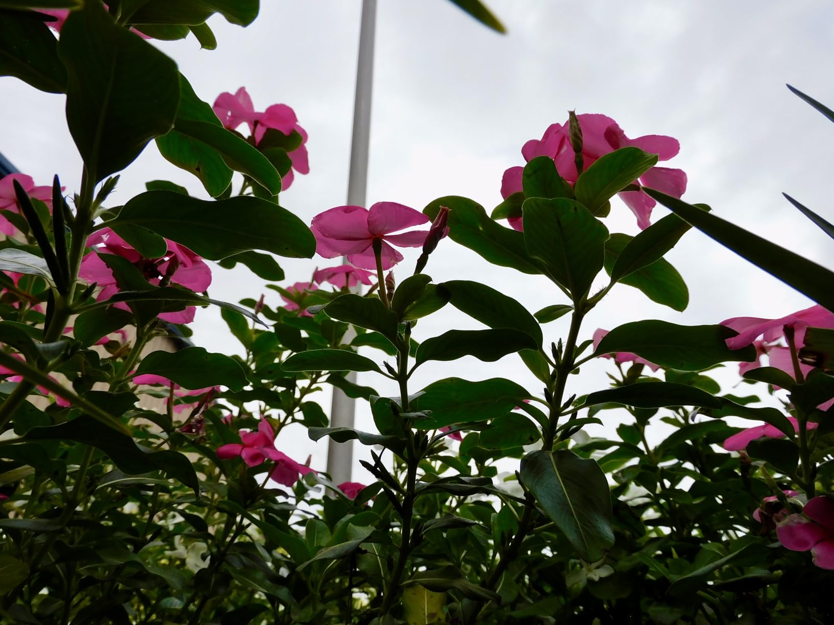 Epson Expression Premium XP-7100 Wireless Color Photo Printer with ADF, Scanner and Copier, Black, Small - Customer Photo 2