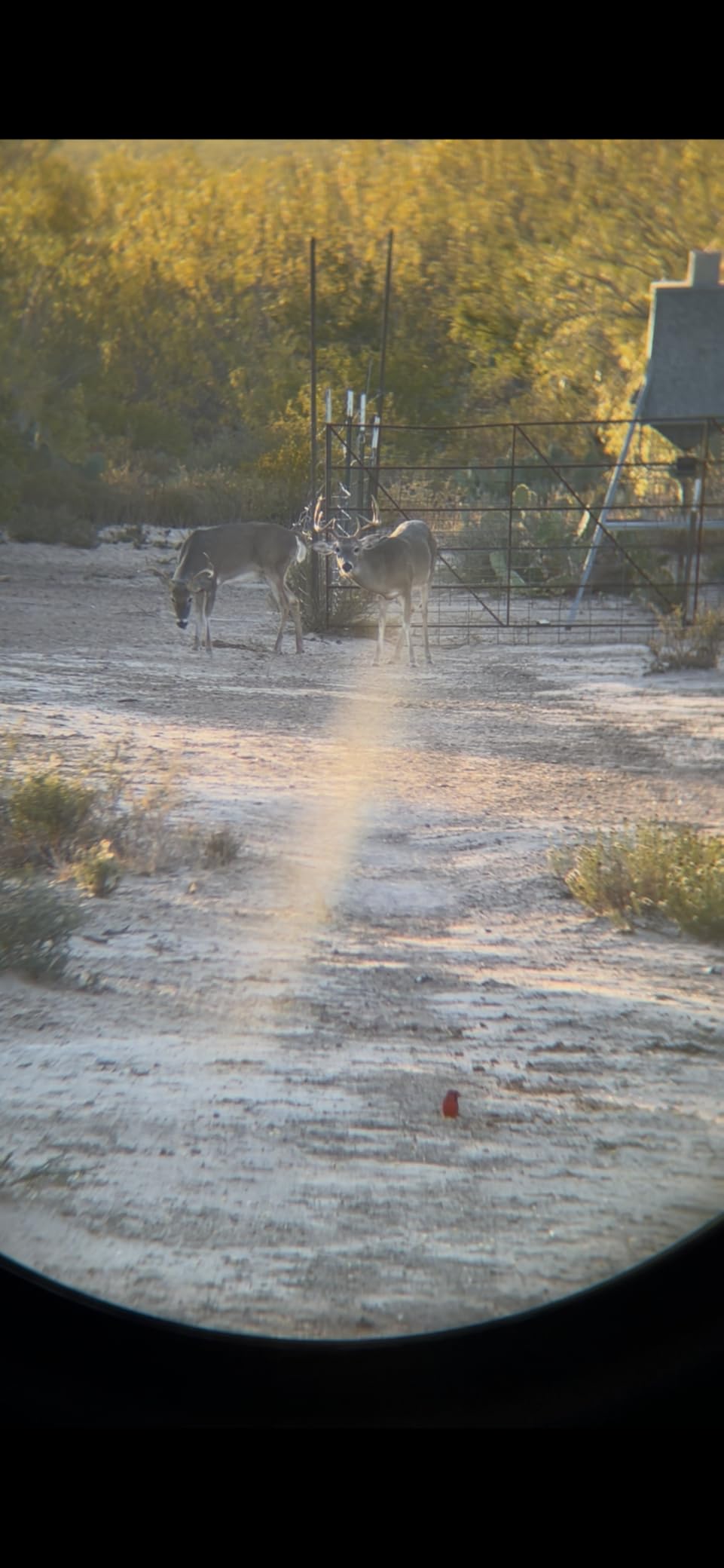 Vortex Optics Diamondback HD 10x42 Binoculars - HD Optical System, Non-slip Grip, Waterproof, Fogproof, Shockproof, Included GlassPak - Unlimited, Unconditional Warranty - Customer Photo 1