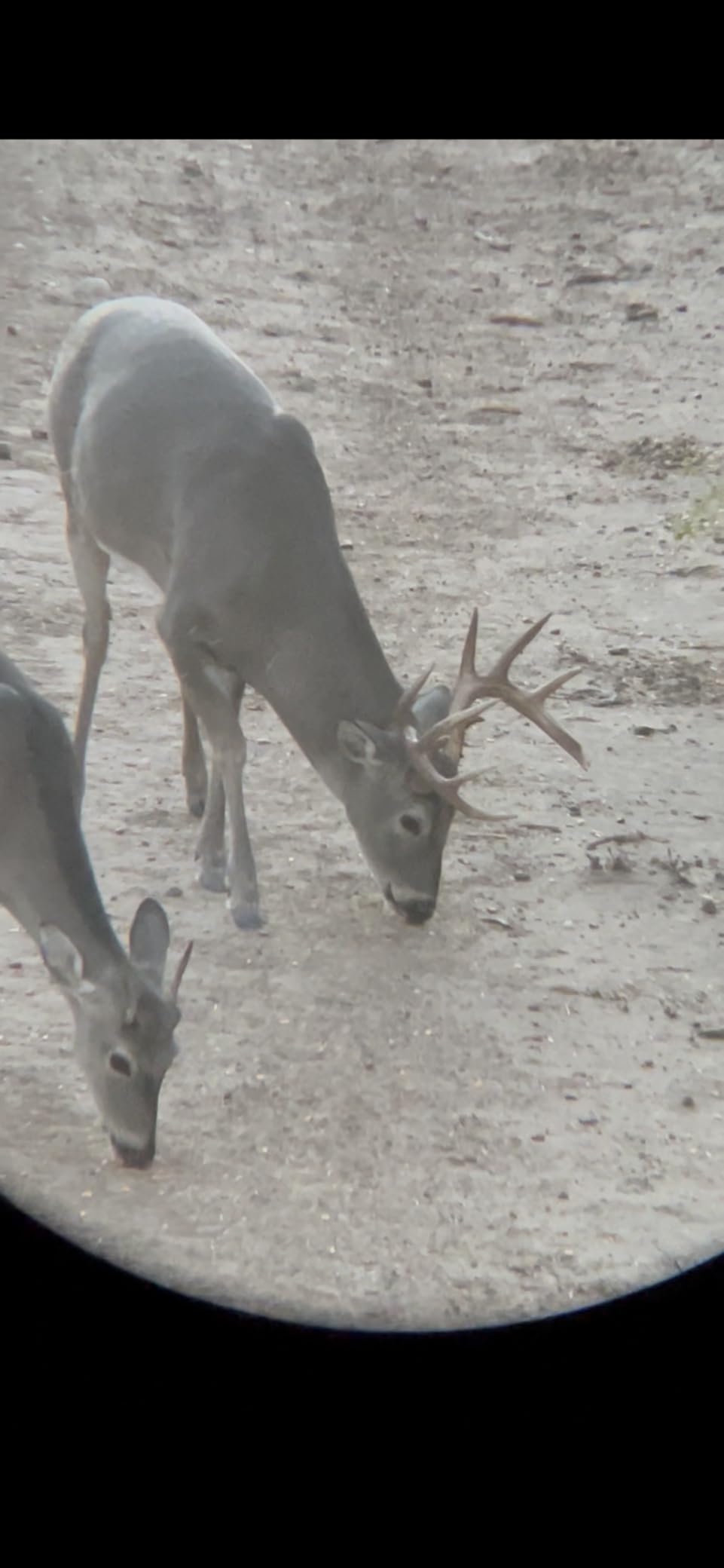 Vortex Optics Diamondback HD 10x42 Binoculars - HD Optical System, Non-slip Grip, Waterproof, Fogproof, Shockproof, Included GlassPak - Unlimited, Unconditional Warranty - Customer Photo 2