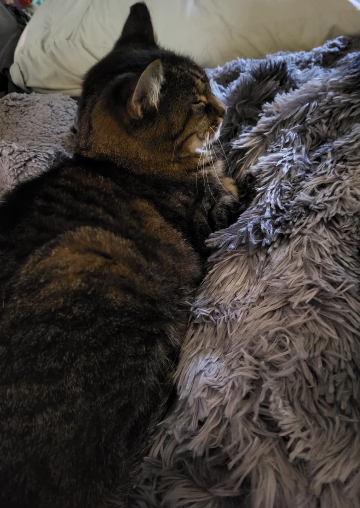 Bedsure GentleSoft Fluffy Black Throw Blanket Gifts for Men, Black Decor Soft Cozy Fuzzy Plush Minky Thick Warm Sherpa Fleece Faux Fur Throws for Couch Bed, Furry Blanket Gifts for Mom Dad, 50x60 - Customer Photo 2