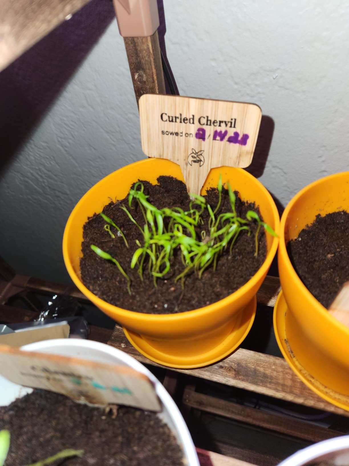 HOME GROWN Gift Herb Kit – 8 Herb Seeds Set with Basil, Cilantro, Mint & More, Complete Indoor Grow Kit for Kitchen, Gardening Gifts for Women & Men, Ideal for Cooking & Home Décor - Customer Photo 3