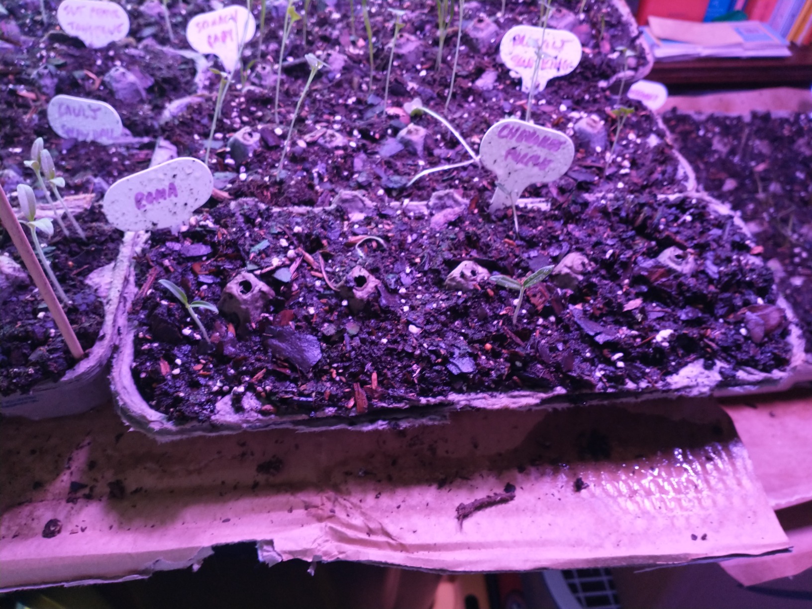 HOME GROWN Gift Herb Kit – 8 Herb Seeds Set with Basil, Cilantro, Mint & More, Complete Indoor Grow Kit for Kitchen, Gardening Gifts for Women & Men, Ideal for Cooking & Home Décor - Customer Photo 5