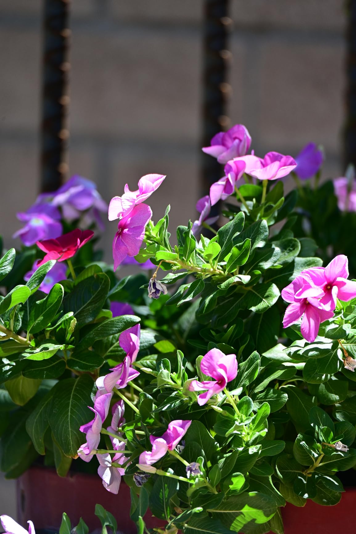 Nikon Z 7II | Ultra-high resolution full-frame mirrorless stills/video camera | Nikon USA Model - Customer Photo 1