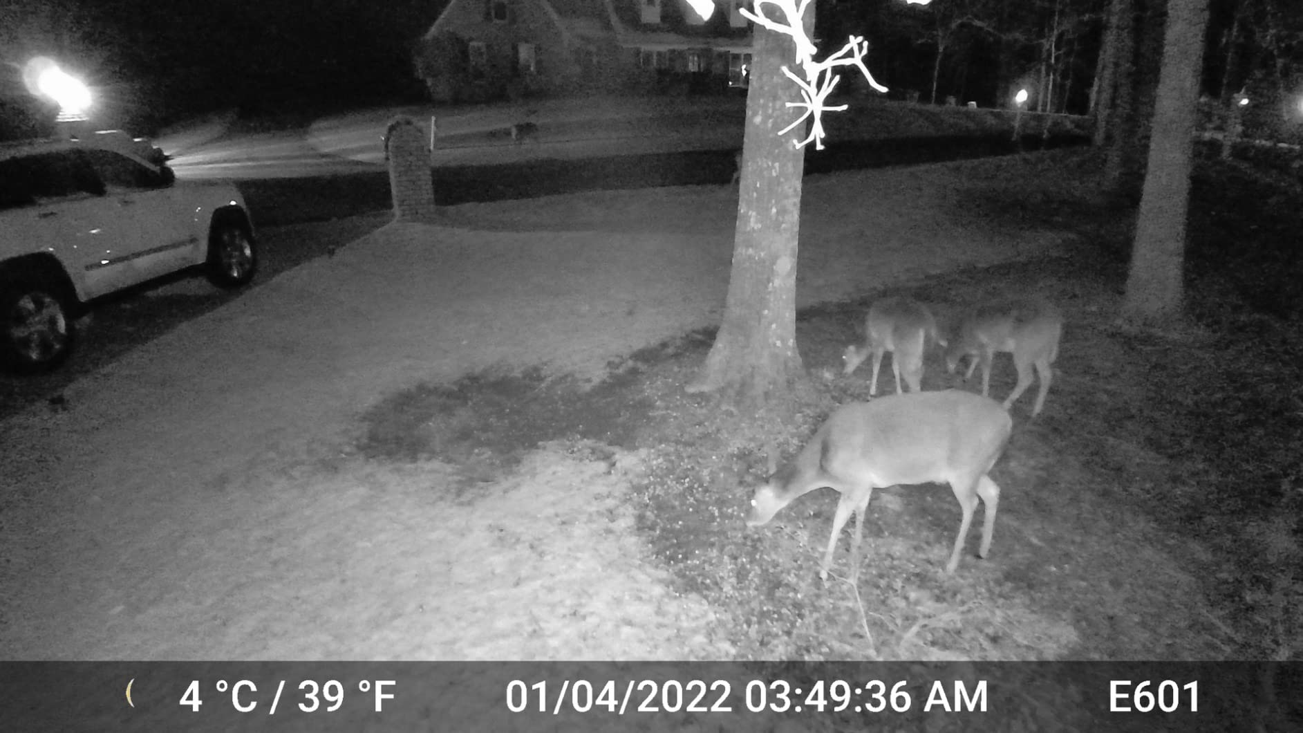 GardePro E6 Trail Camera WiFi 48MP 1296P Game Camera with No Glow Night Vision Motion Activated Waterproof for Wildlife Deer Scouting Hunting or Property Security, Camo - Customer Photo 1