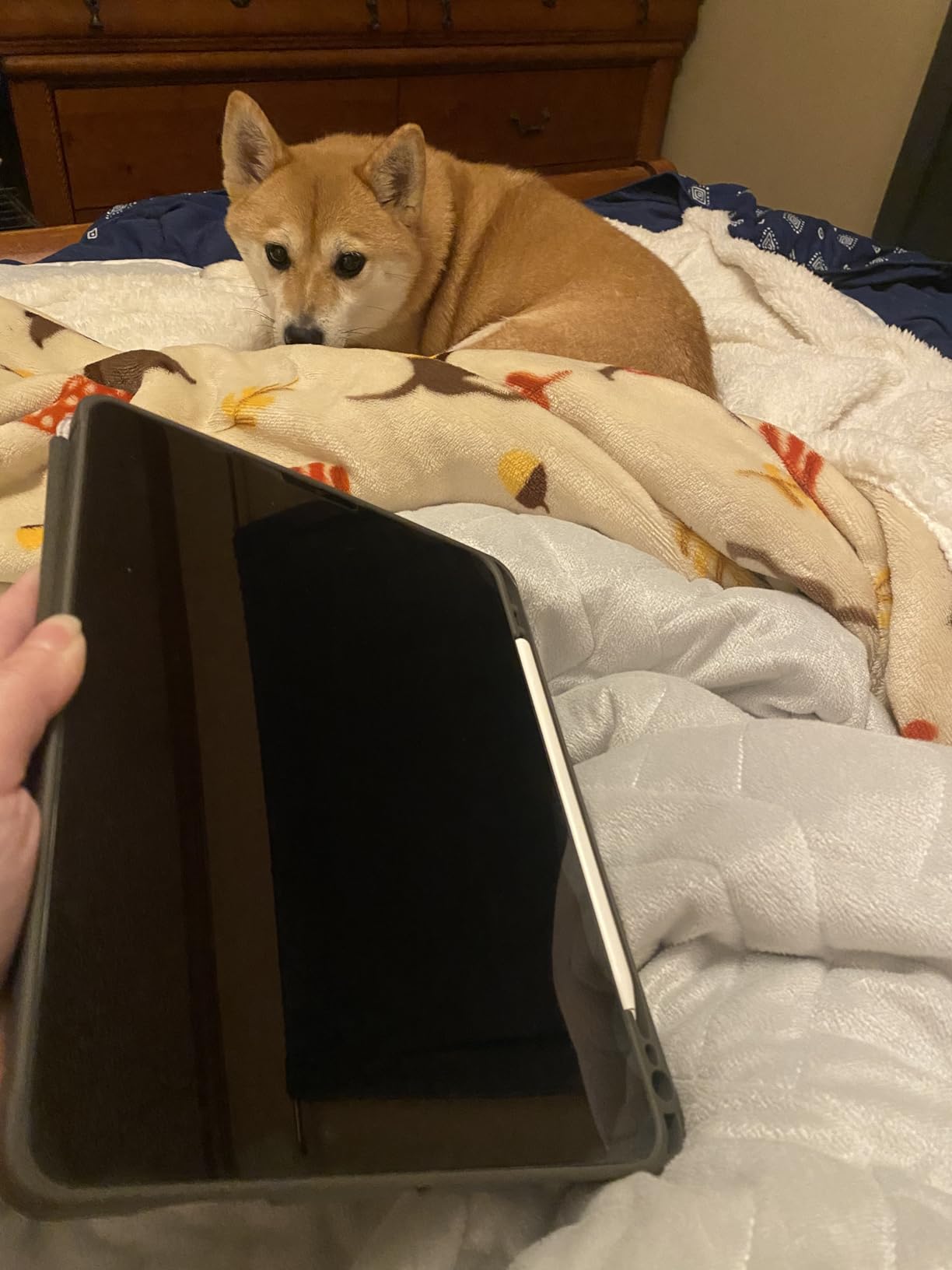 2021 Apple 11-inch iPad Pro (Wi-Fi, 256GB) - Space Gray Customer Review 2021 Apple 11-inch iPad Pro (Wi-Fi, 256GB) - Space Gray - Customer Photo 5