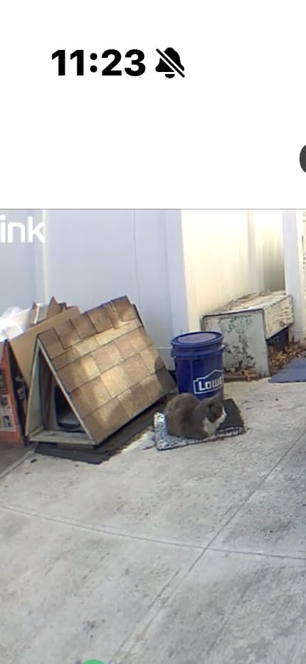 PETLIBRO Automatic Cat Feeder – 3L Programmable Pet Food Dispenser with Airtight Storage, Timed Portion Control, Voice Meal Call & Dual Power Supply, Clog-Free Healthy Feeding for Cats & Small Dogs - Customer Photo 4