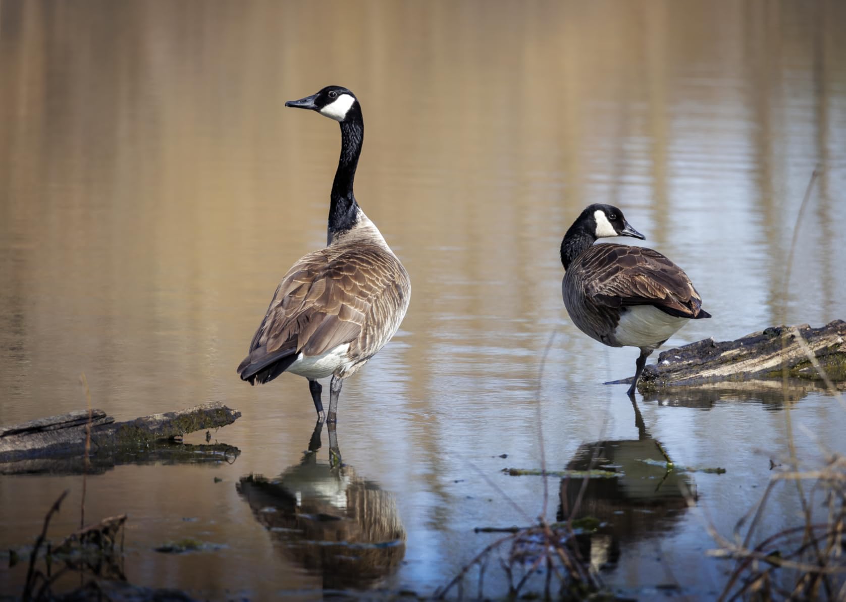 Canon RF100-400mm F5.6-8 is USM Black - Customer Photo 3