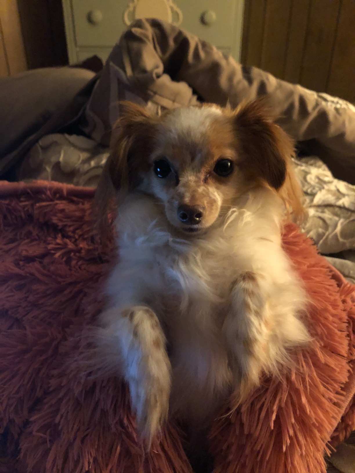 Uttermara Shaggy Faux Fur Weighted Blanket Queen Size, 15 lbs Long Fur Sherpa Soft Fluffy Bed Blanket for Adults, Ultra Cozy Warm Sherpa Throw Full/Queen Size Sofa Bed Blanket, 60 x 80 inches, Black - Customer Photo 2