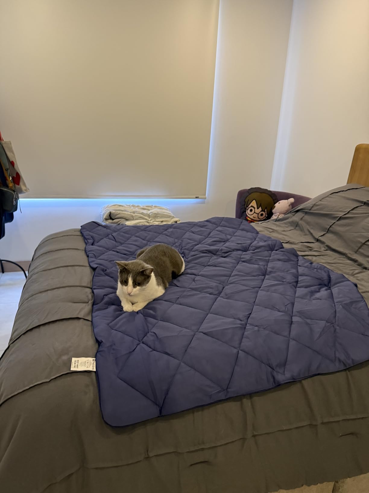 PetAmi Premium Cooling Dog Blanket | Lightweight Fluffy Pet Throw Blanket Bed Cover for Dogs, Cat, Puppies | Pet Blanket Furniture Protector Couch Sofa | Reversible Fuzzy Cozy | 60x80, Light Grey - Customer Photo 1