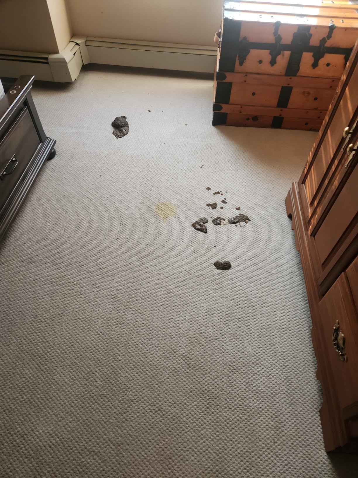 Hoover PowerDash Pet+ Compact Carpet Cleaner Machine, Lightweight Carpet Shampooer Machine, Includes Storage Mat, Pair with a Hoover Carpet Cleaner Solution for a Bright, Refreshed Home - Customer Photo 4