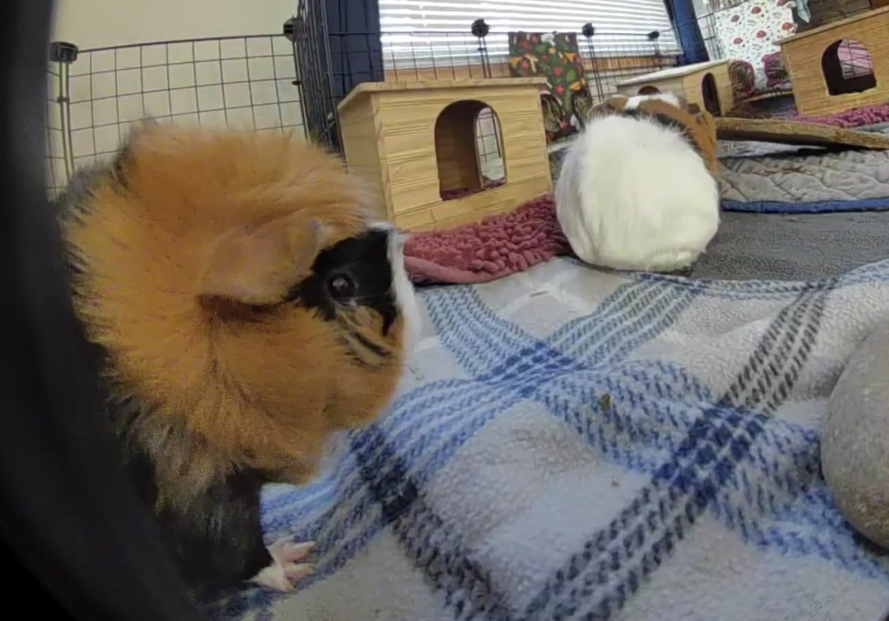 Ring Battery Doorbell Plus | Head-to-Toe HD+ Video, motion detection & alerts, and Two-Way Talk Customer Review Ring Battery Doorbell Plus | Head-to-Toe HD+ Video, motion detection & alerts, and Two-Way Talk - Customer Photo 1