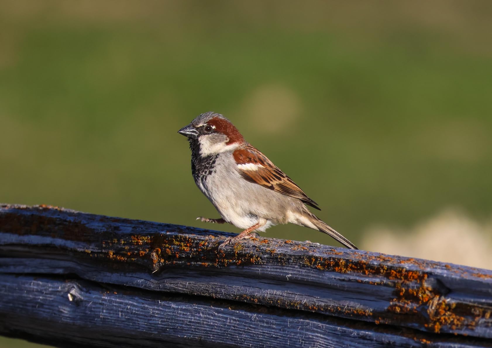 Canon EOS R7 Mirrorless Camera (Body Only), Hybrid Camera, 32.5 Megapixel (APS-C) CMOS Sensor, 4K Video, for Sports, Action, Content Creators, Vlogging Camera, Black - Customer Photo 4