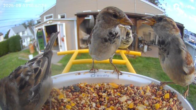 NETVUE by Birdfy Smart Bird Feeder with Camera, Bird Watching Camera, Auto Capture Video & Motion Detection, 1080P Live Steam, Cardinal Feeder Outdoor Wireless, Ideal Present for Backyard Birder, Blue - Customer Photo 4