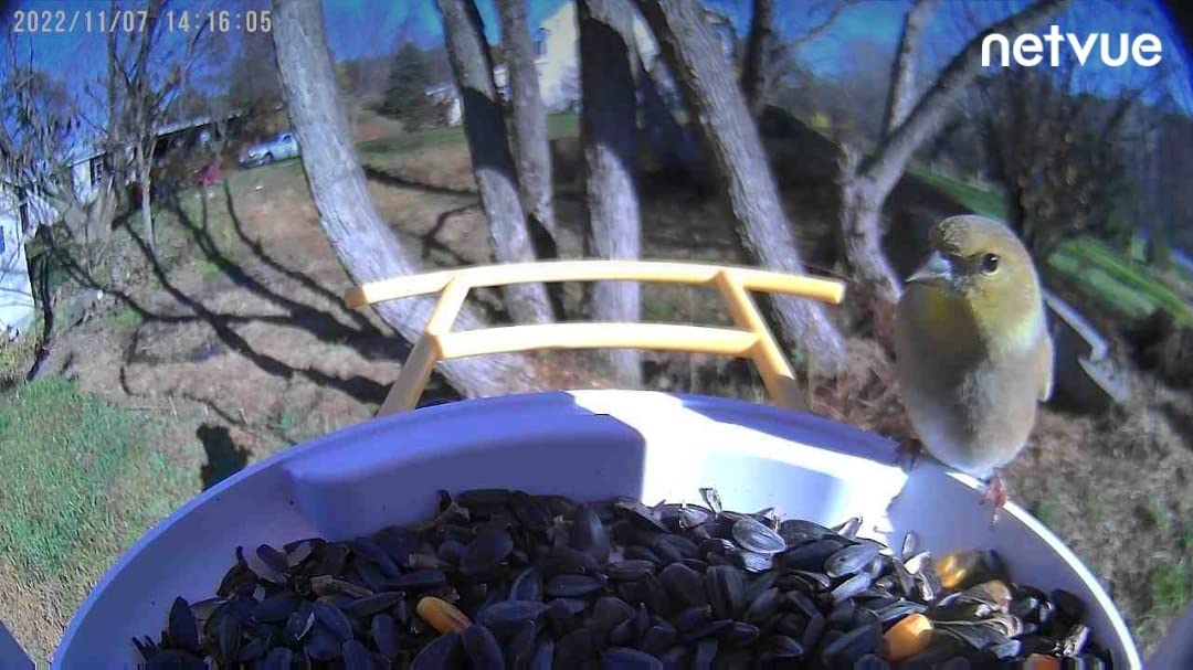 NETVUE by Birdfy Smart Bird Feeder with Camera – AI Identifies Birds Species 2MP Night Vision & App Alerts, 2.4Ghz Wi-Fi Connect IP65 Weatherproof Bird Camera-Gift for Backyard BirdWatchers, Yellow - Customer Photo 3