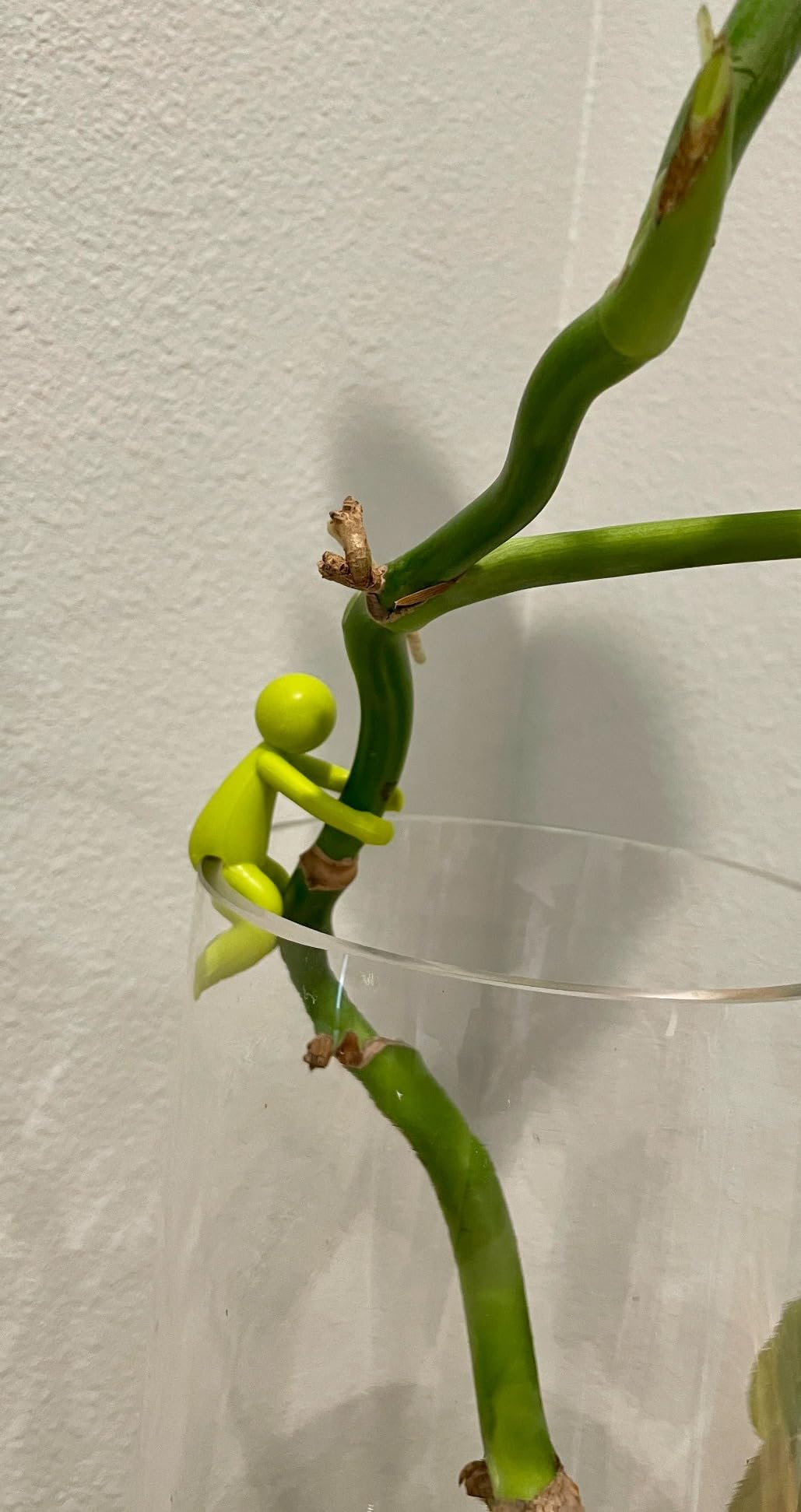 Leafriend: Plant Propagation Buddy; Plant Support for Sprouts, Stems, Shoots, and Cuttings; 3 Cute Plant Supports for a Plant Propagation Station or an Indoor Garden; Plant Lover Gifts by Peleg Design - Customer Photo 2