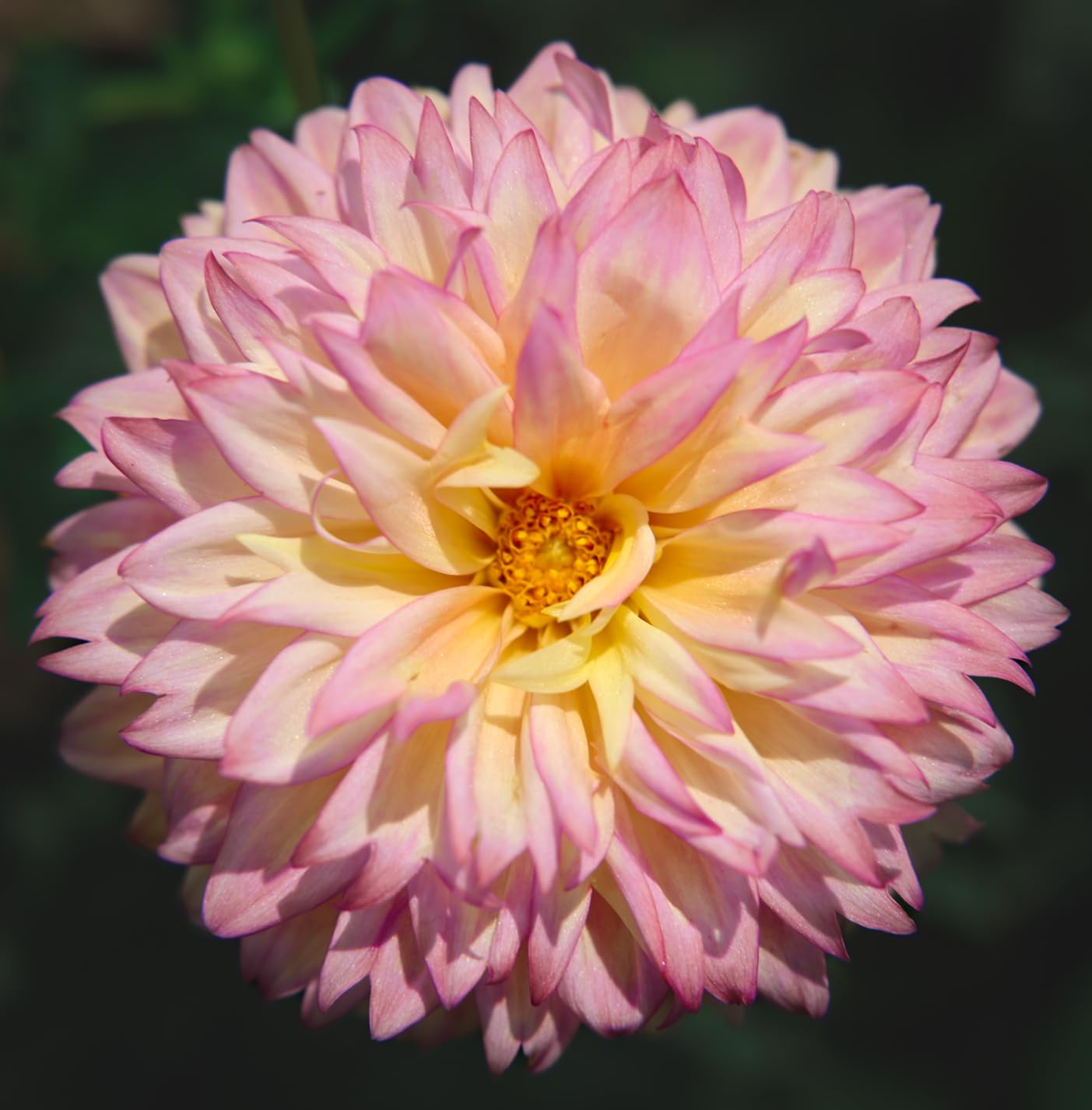 Canon EOS R6 Mark II Mirrorless Camera (Body Only), Full-Frame Camera, 24.2 Megapixel CMOS Sensor, Photo and Video Capabilities, Black - Customer Photo 5