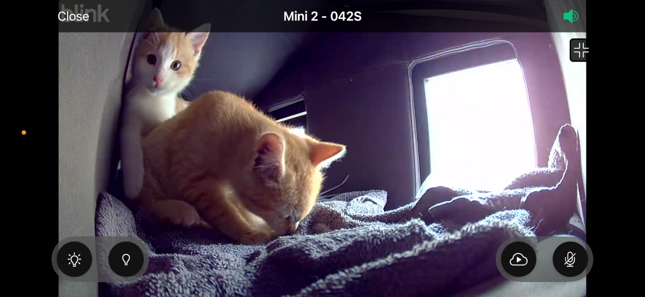 Blink Mini 2 — Home Security & Pet Camera with HD video, color night view, motion detection, two-way audio, and built-in spotlight — 1 camera (White) Customer Review Blink Mini 2 — Home Security & Pet Camera with HD video, color night view, motion detection, two-way audio, and built-in spotlight — 1 camera (White) - Customer Photo 1