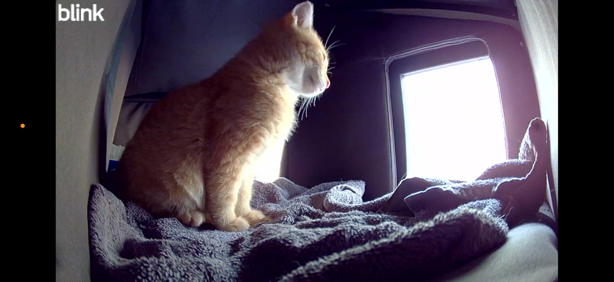 Blink Mini 2 — Home Security & Pet Cameras with HD video, color night view, motion detection, two-way audio, and built-in spotlight — 2 cameras (White) - Customer Photo 2