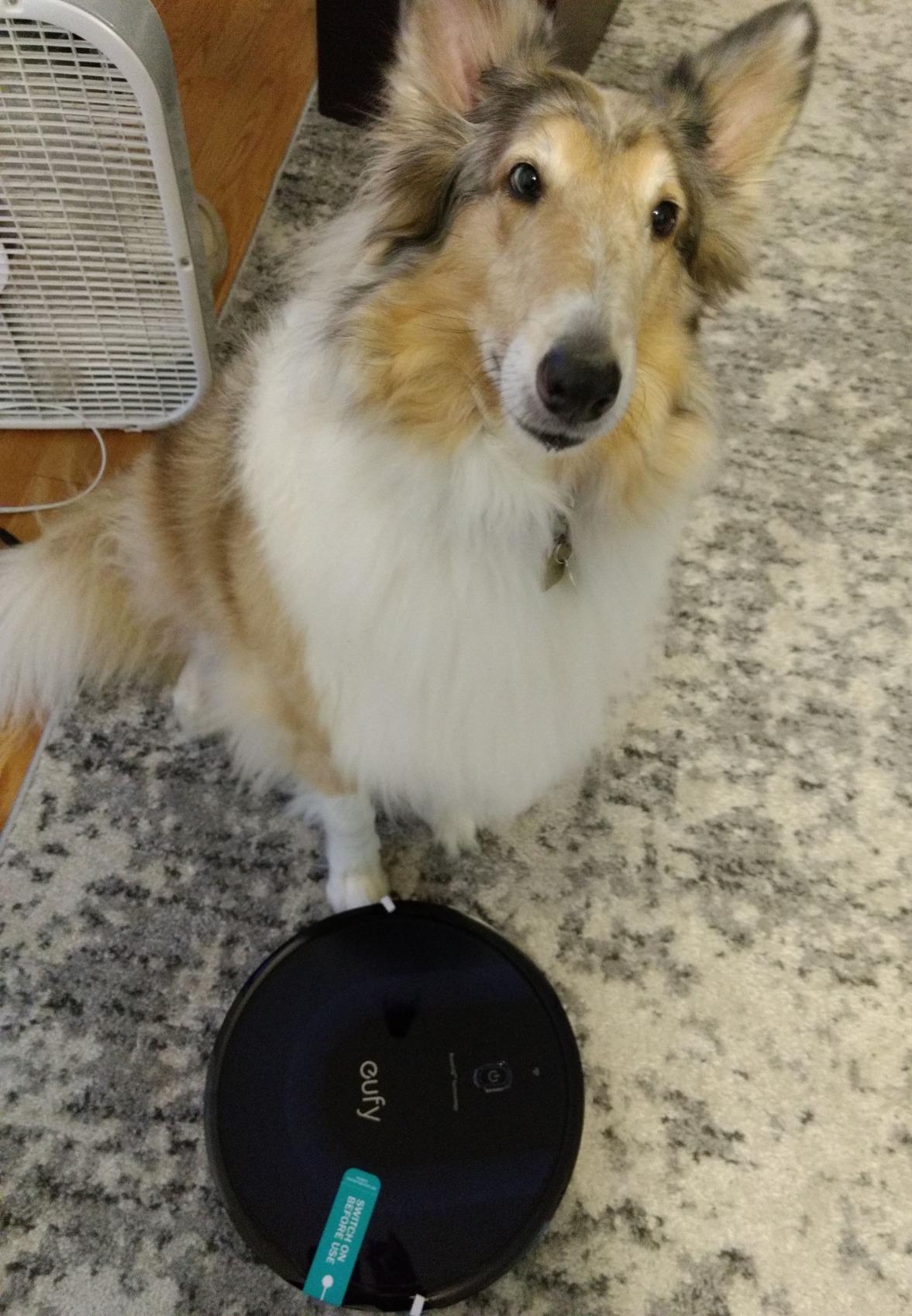 eufy L60 Robot Vacuum with Self Empty Station, Hair Detangling Technology, Up to 60 Days Hands Free Cleaning, 5,000 Pa Suction, Remove Hair, Dust Customer Review eufy L60 Robot Vacuum with Self Empty Station, Hair Detangling Technology, Up to 60 Days Hands Free Cleaning, 5,000 Pa Suction, Remove Hair, Dust - Customer Photo 5